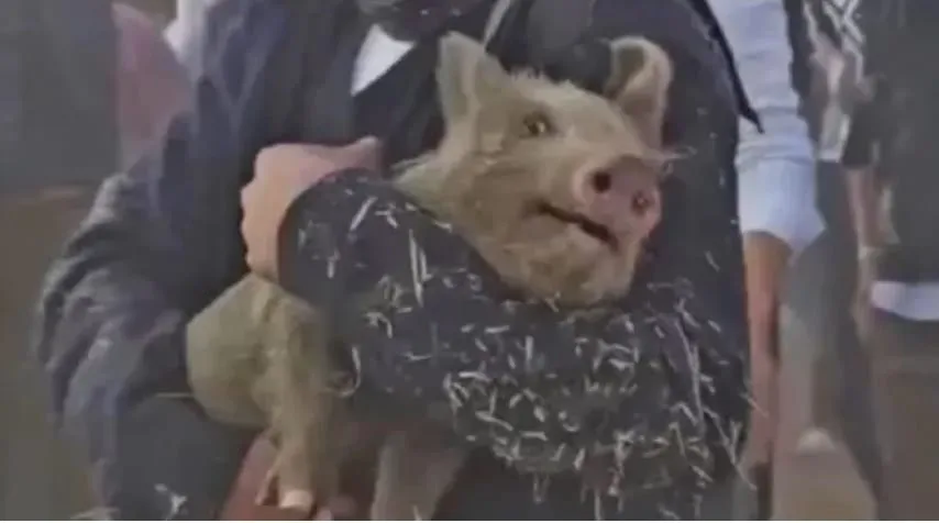 chancho enjabonado