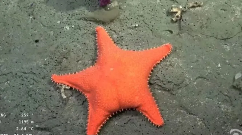 estrella de mar