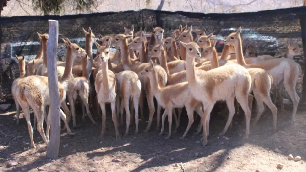 llama-justicia-1